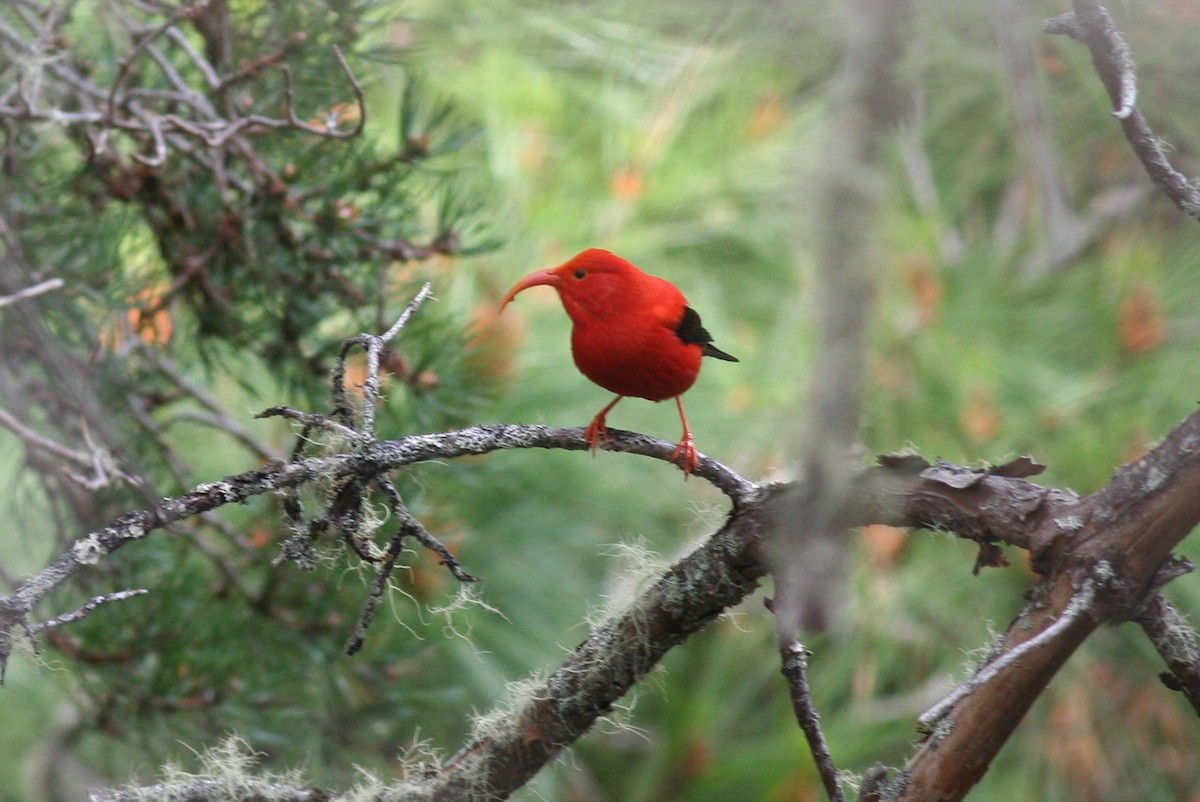 Iiwikleidervogel - ML487233951