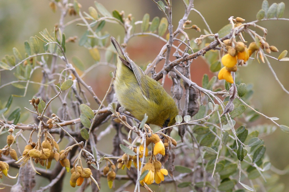 Hawaii-Amakihikleidervogel (wilsoni) - ML487234191
