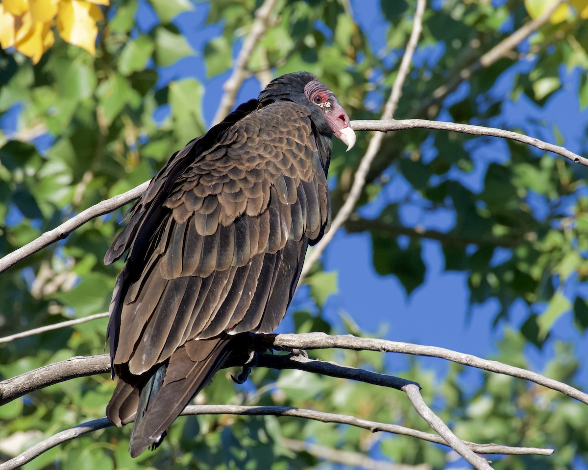 Urubu à tête rouge - ML487234391