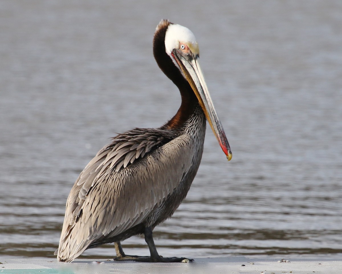 Brown Pelican (California) - ML48723521