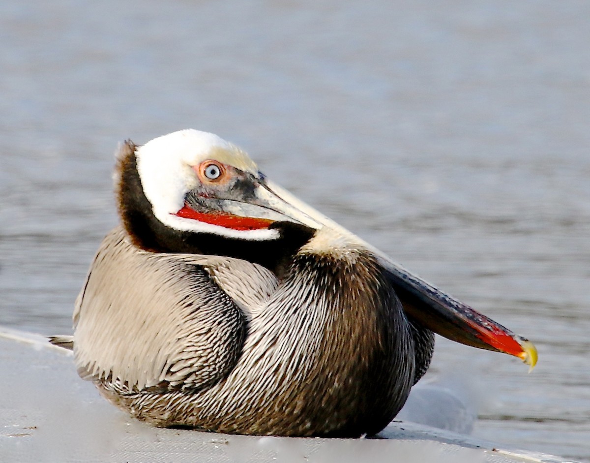 pelikán hnědý (ssp. californicus) - ML48723531