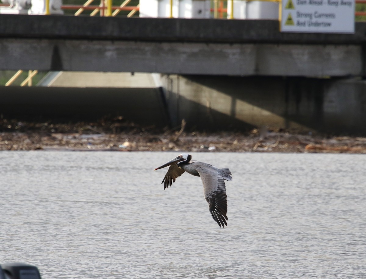 Brown Pelican (California) - ML48723551