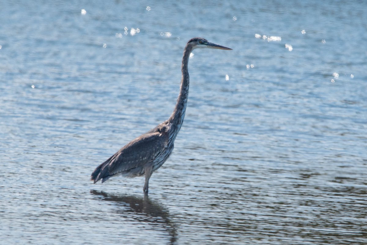 Great Blue Heron - ML487235701