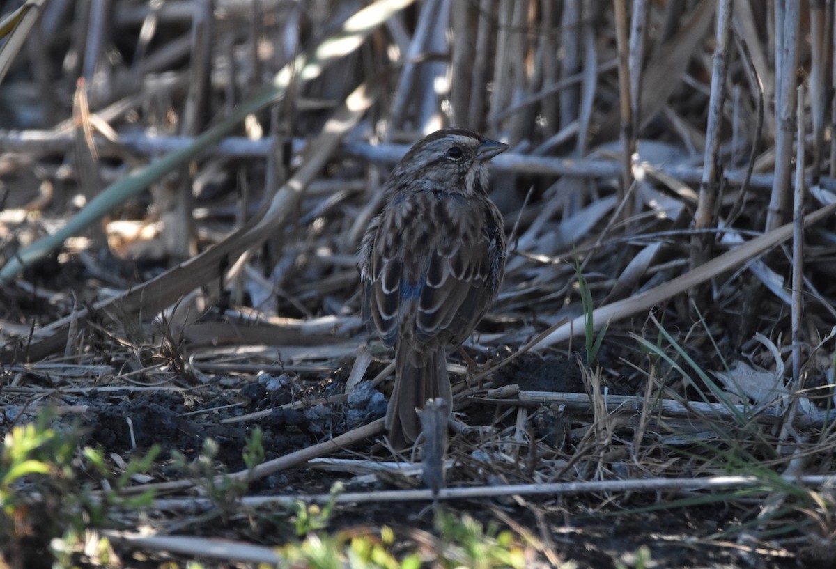 Song Sparrow - ML487236521