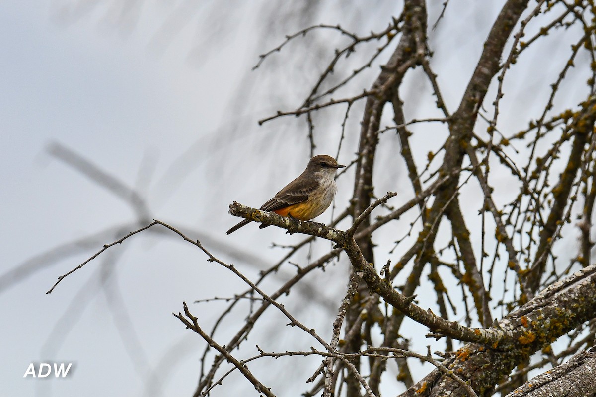 Vermilion Flycatcher - ML487236991