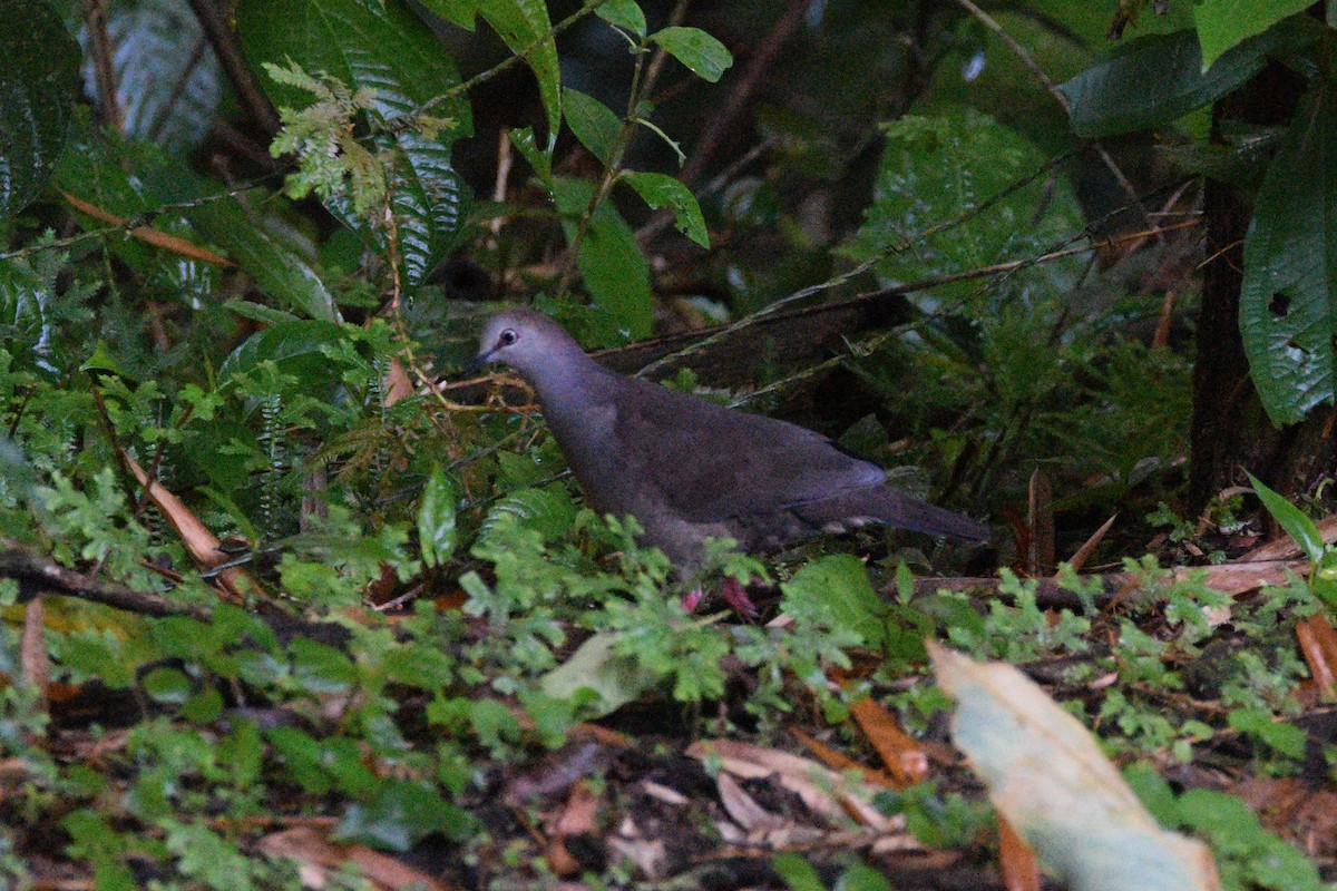 Gray-chested Dove - ML487237541