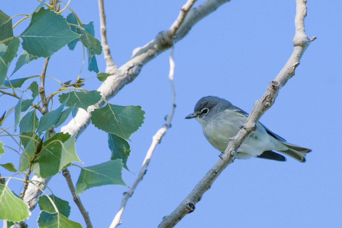 Plumbeous Vireo - Terri Kurtz