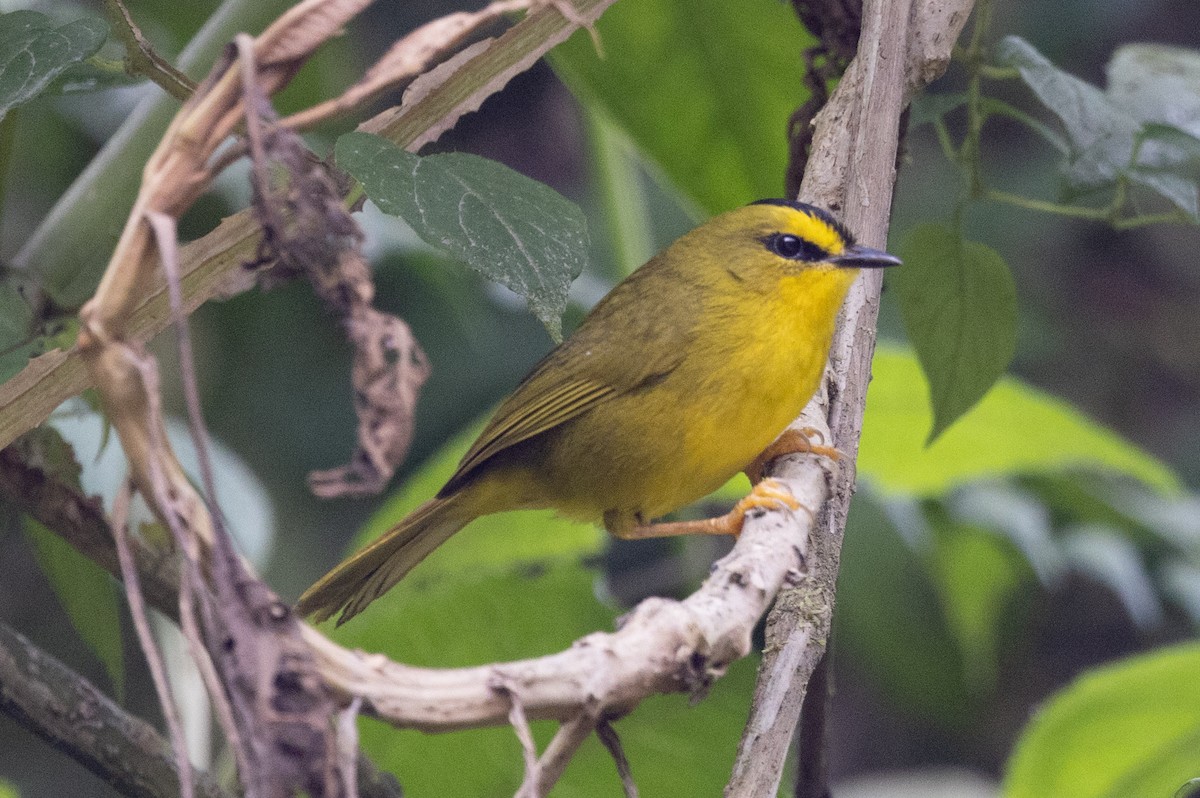 Black-crested Warbler - ML487240871