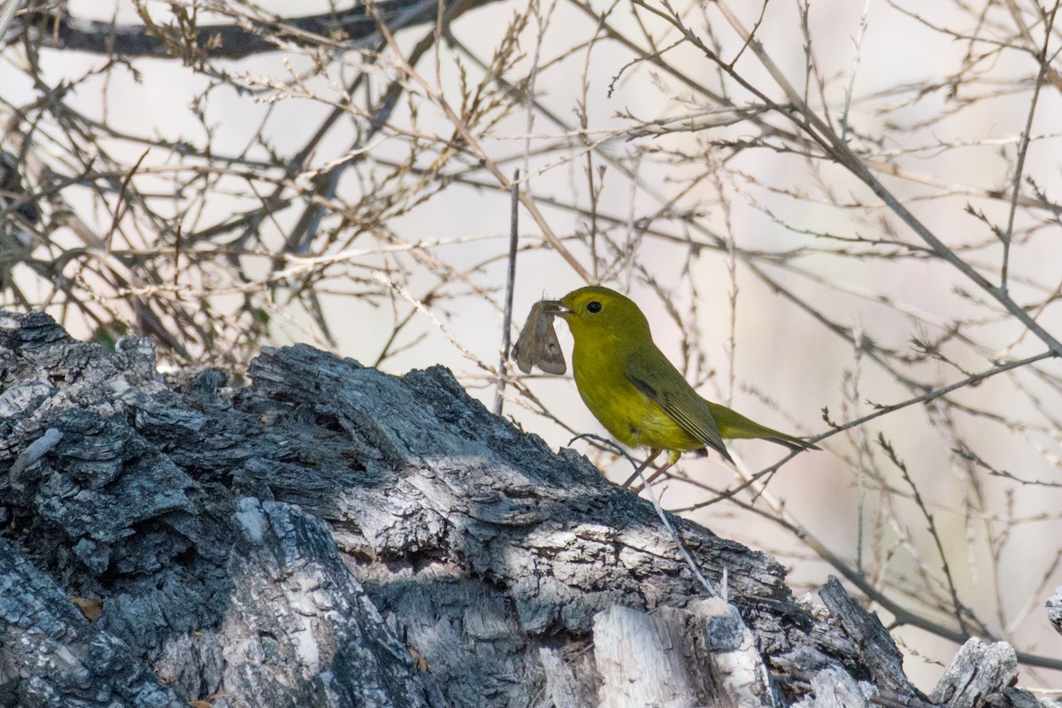 Wilson's Warbler - ML487242661