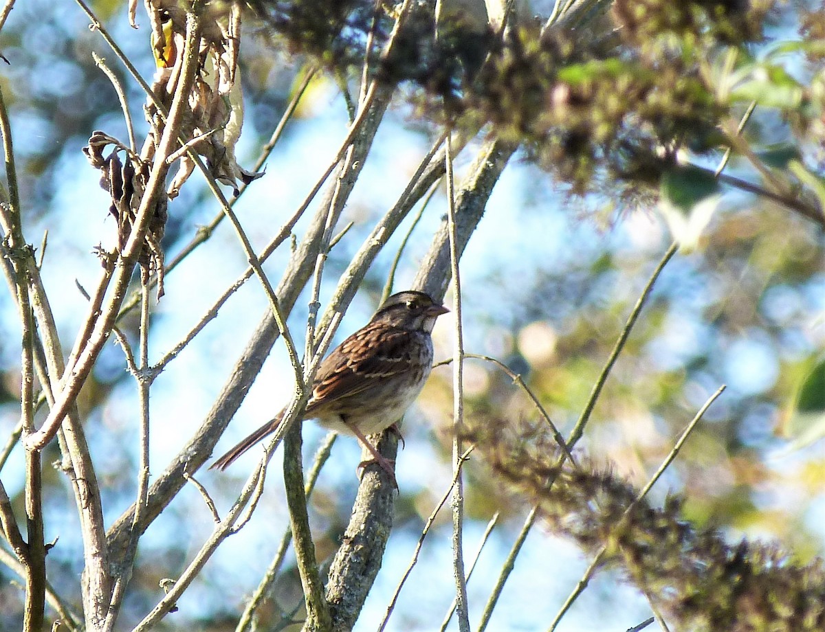 White-throated Sparrow - ML487243741