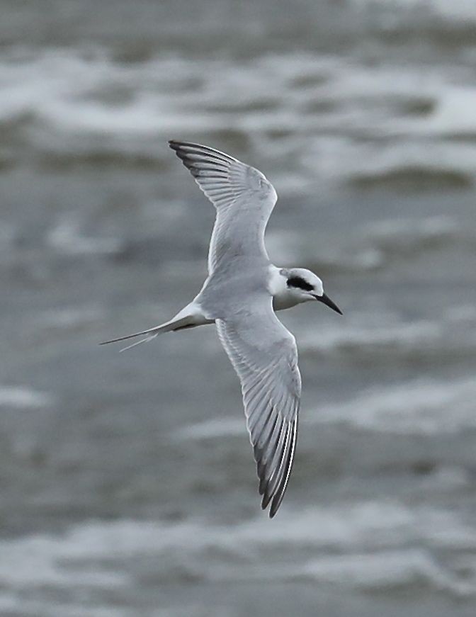 Forster's Tern - ML48724381