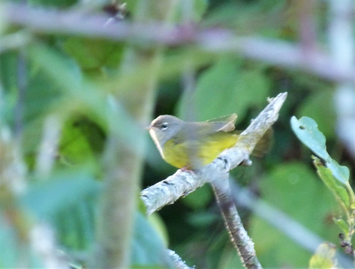 MacGillivray's Warbler - Tony Kurz