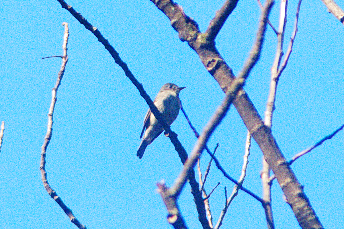 Eastern Wood-Pewee - ML487244361