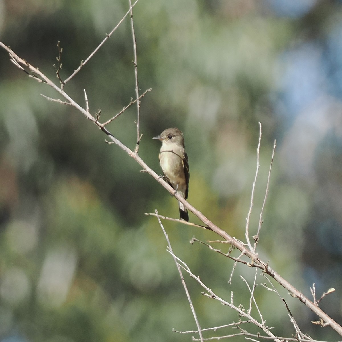 Willow Flycatcher - ML487245241