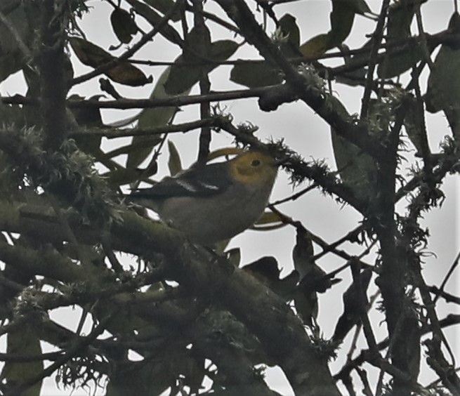 Paruline à tête jaune - ML487245401