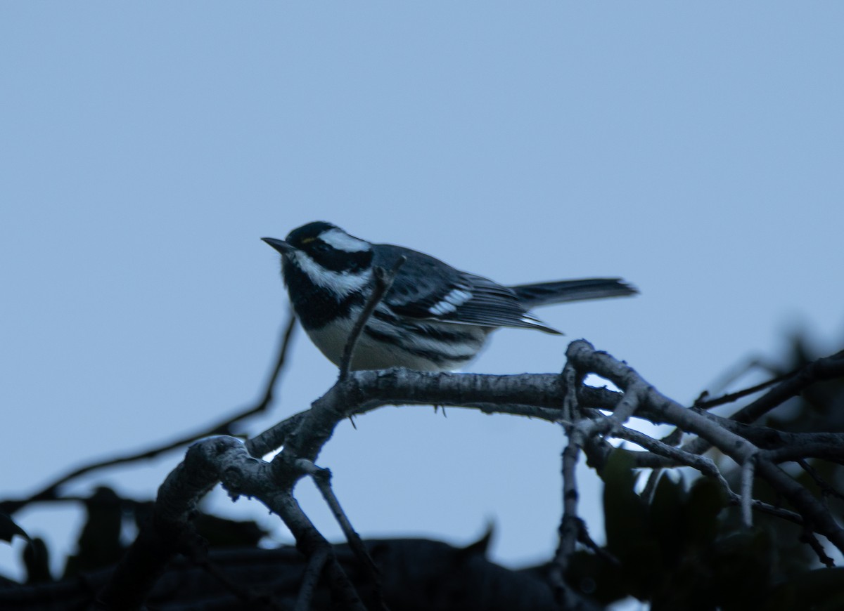 Black-throated Gray Warbler - John Lewis