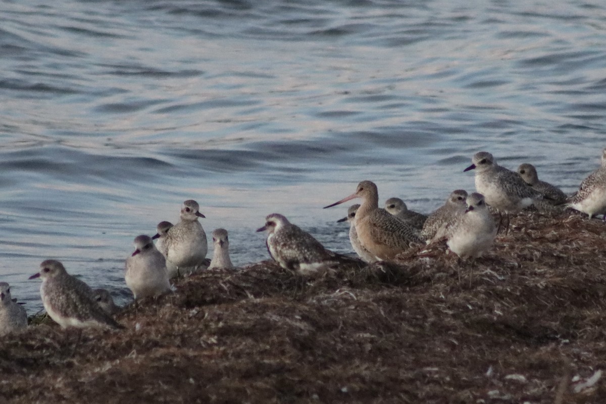 Marbled Godwit - ML487246881