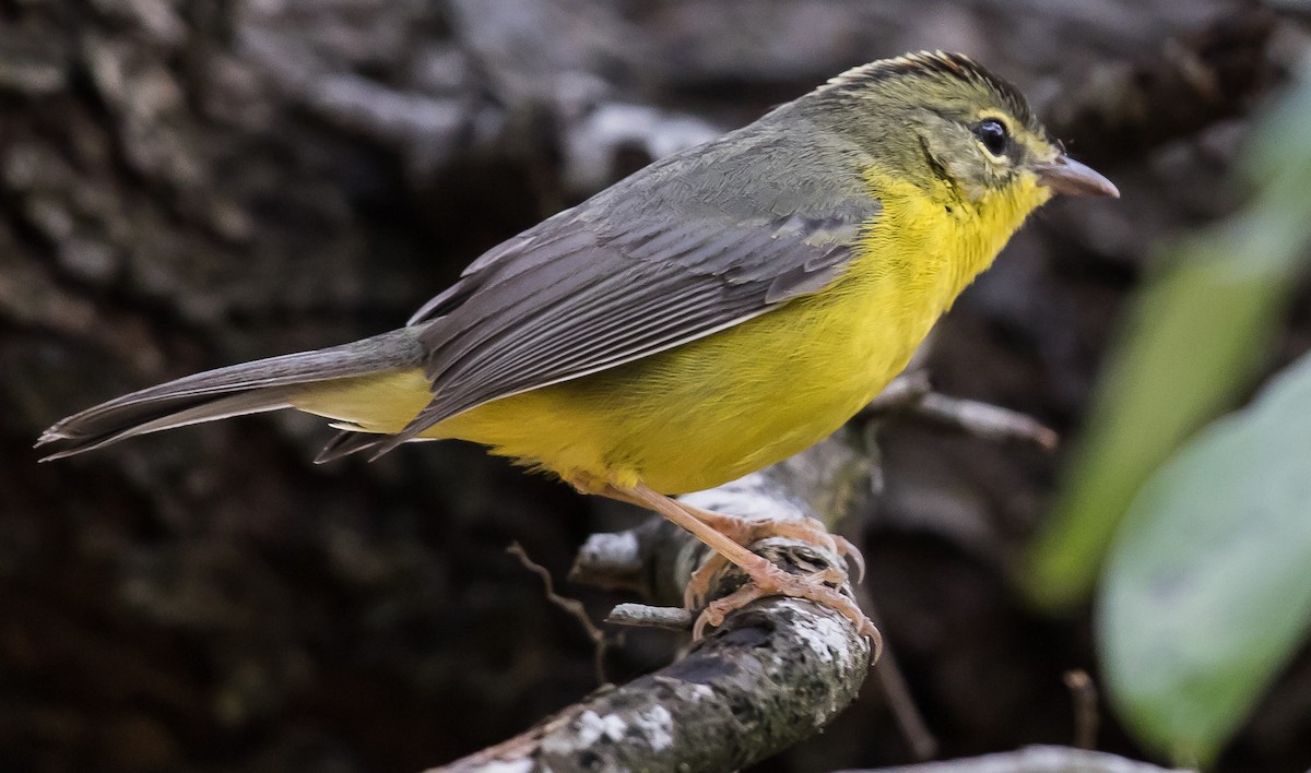 Golden-crowned Warbler - Caroline Lambert