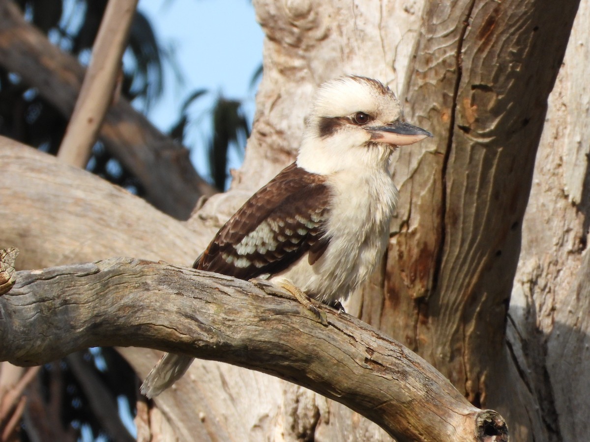 Laughing Kookaburra - ML487248651