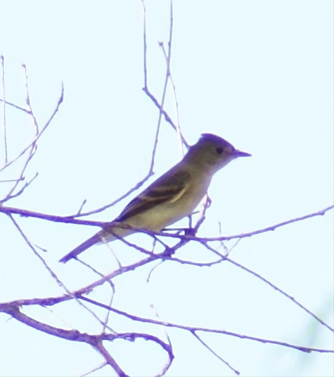 Willow Flycatcher - ML487248831