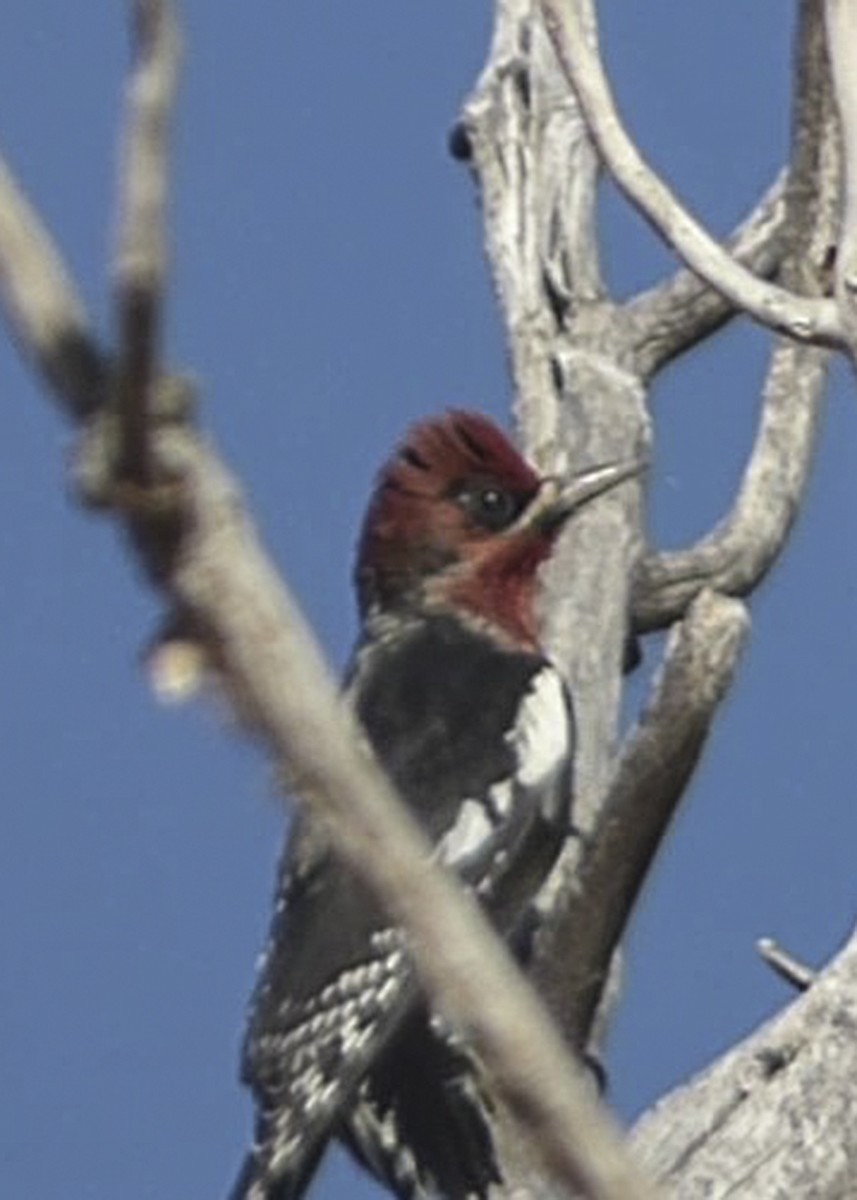 Red-breasted Sapsucker - ML487249091