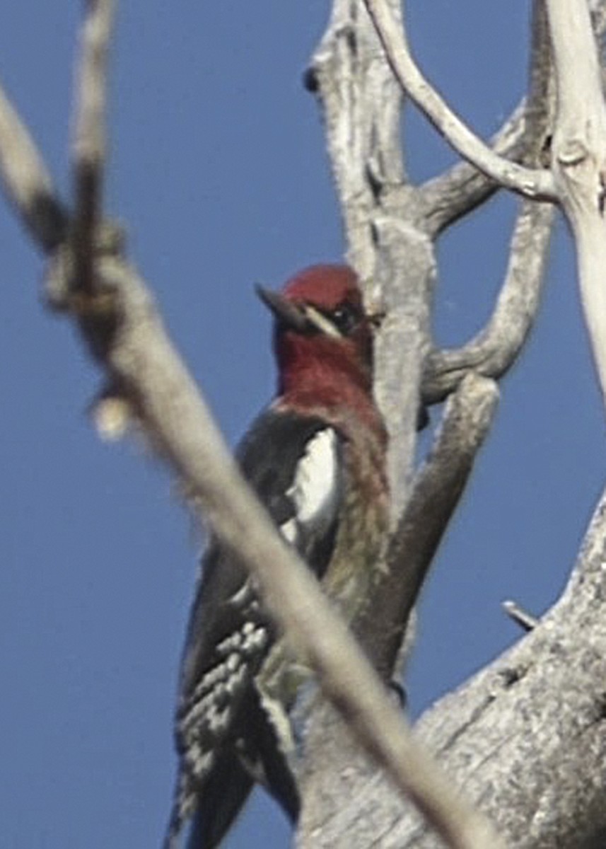 Red-breasted Sapsucker - ML487249101