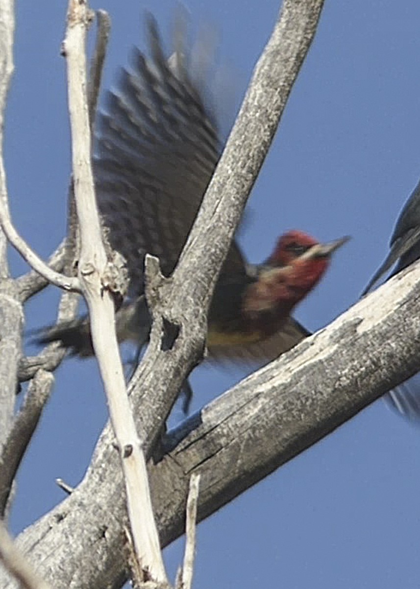 Red-breasted Sapsucker - ML487249111