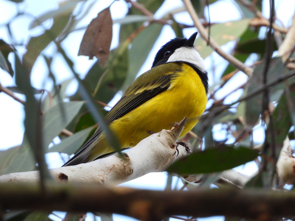 Golden Whistler - ML487249621