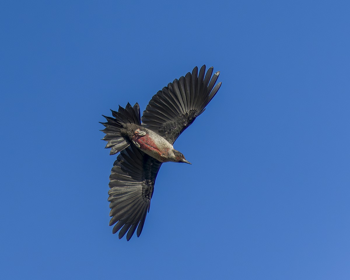 Lewis's Woodpecker - ML487250891