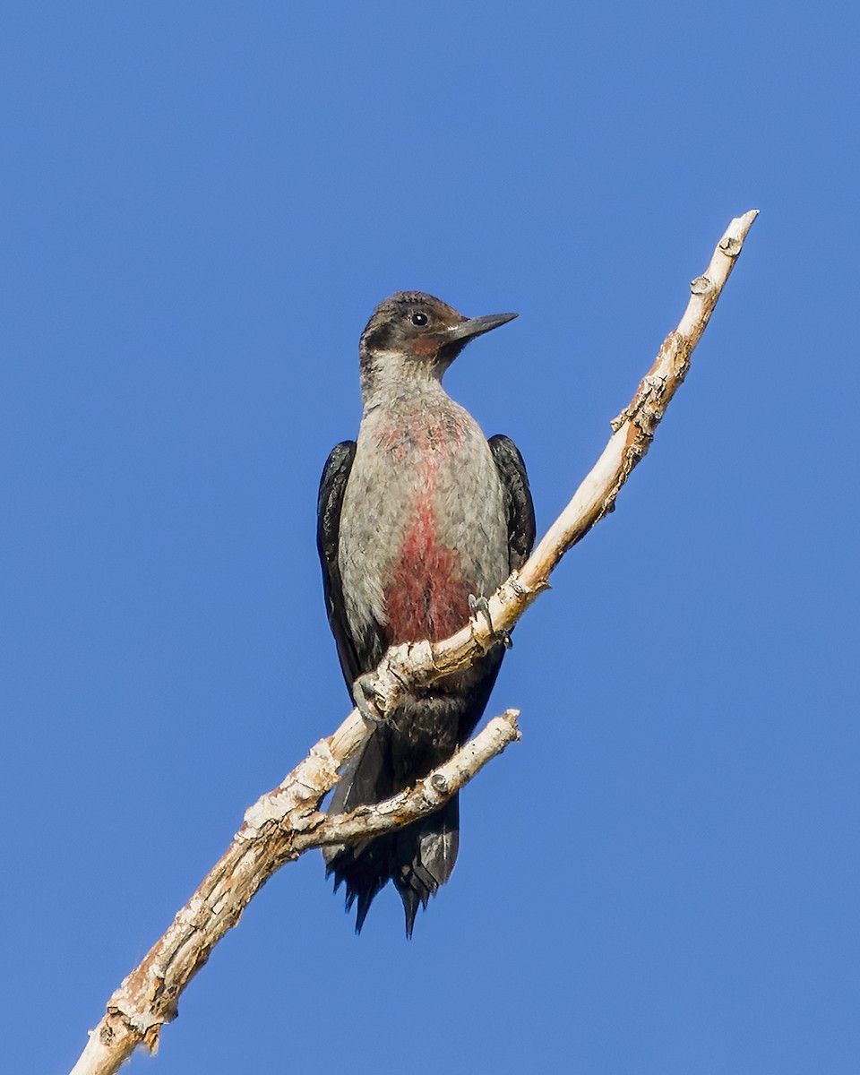 Lewis's Woodpecker - ML487250901