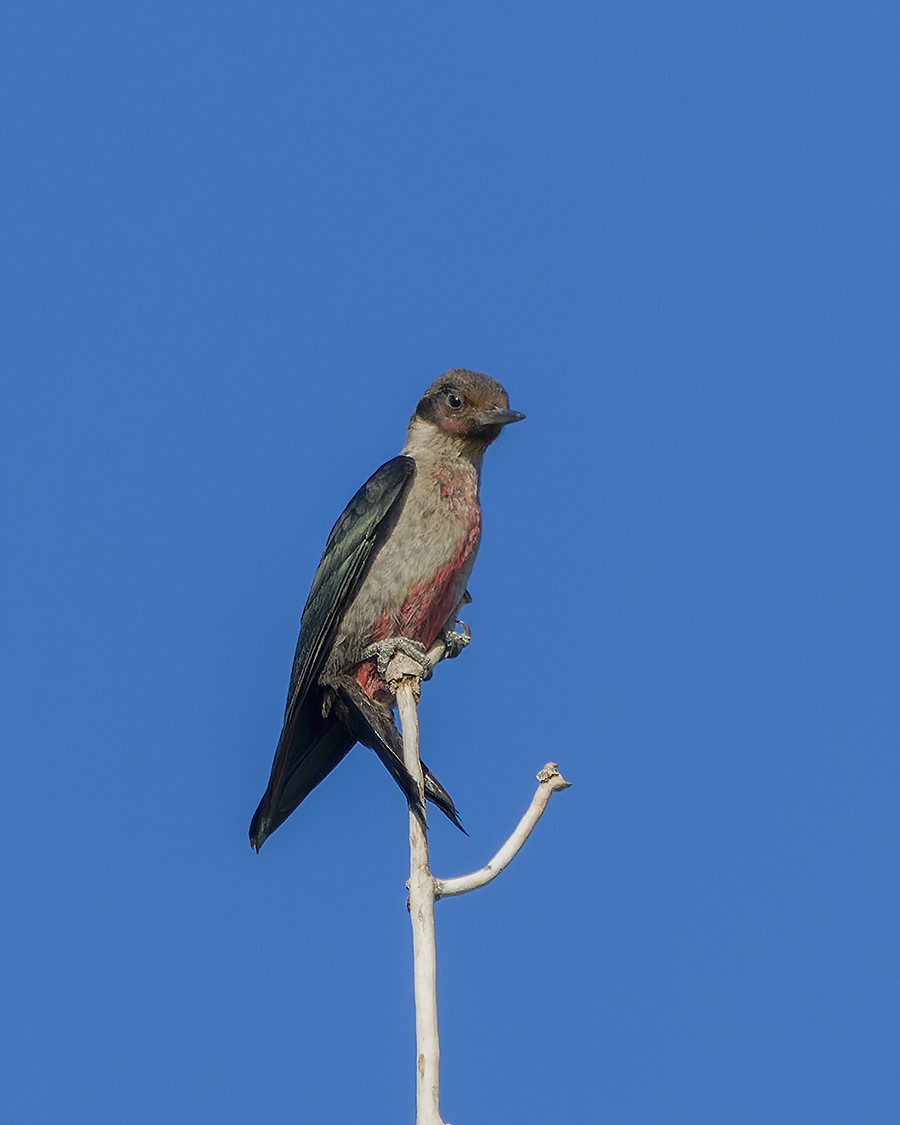 Lewis's Woodpecker - ML487250911