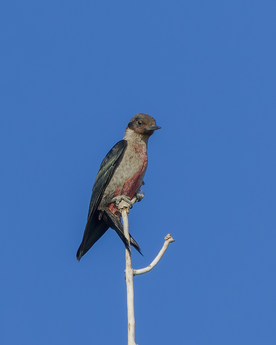 Lewis's Woodpecker - ML487250911