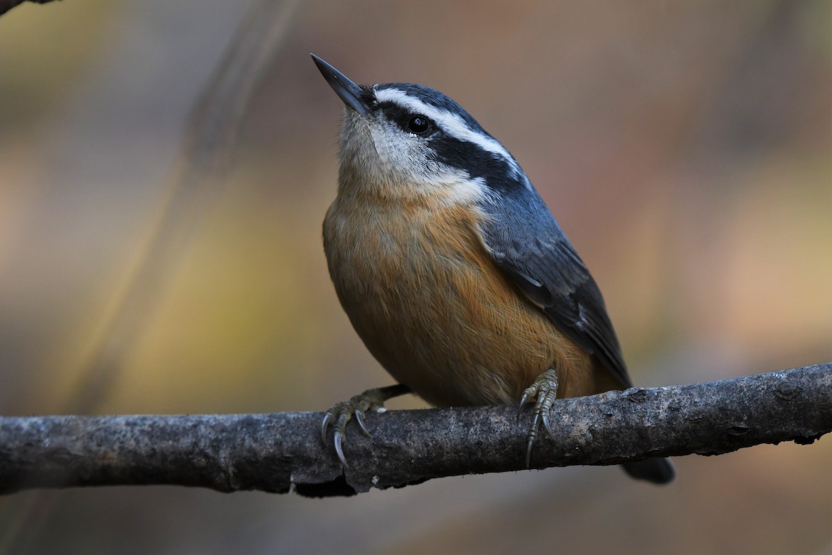 Red-breasted Nuthatch - ML487251041