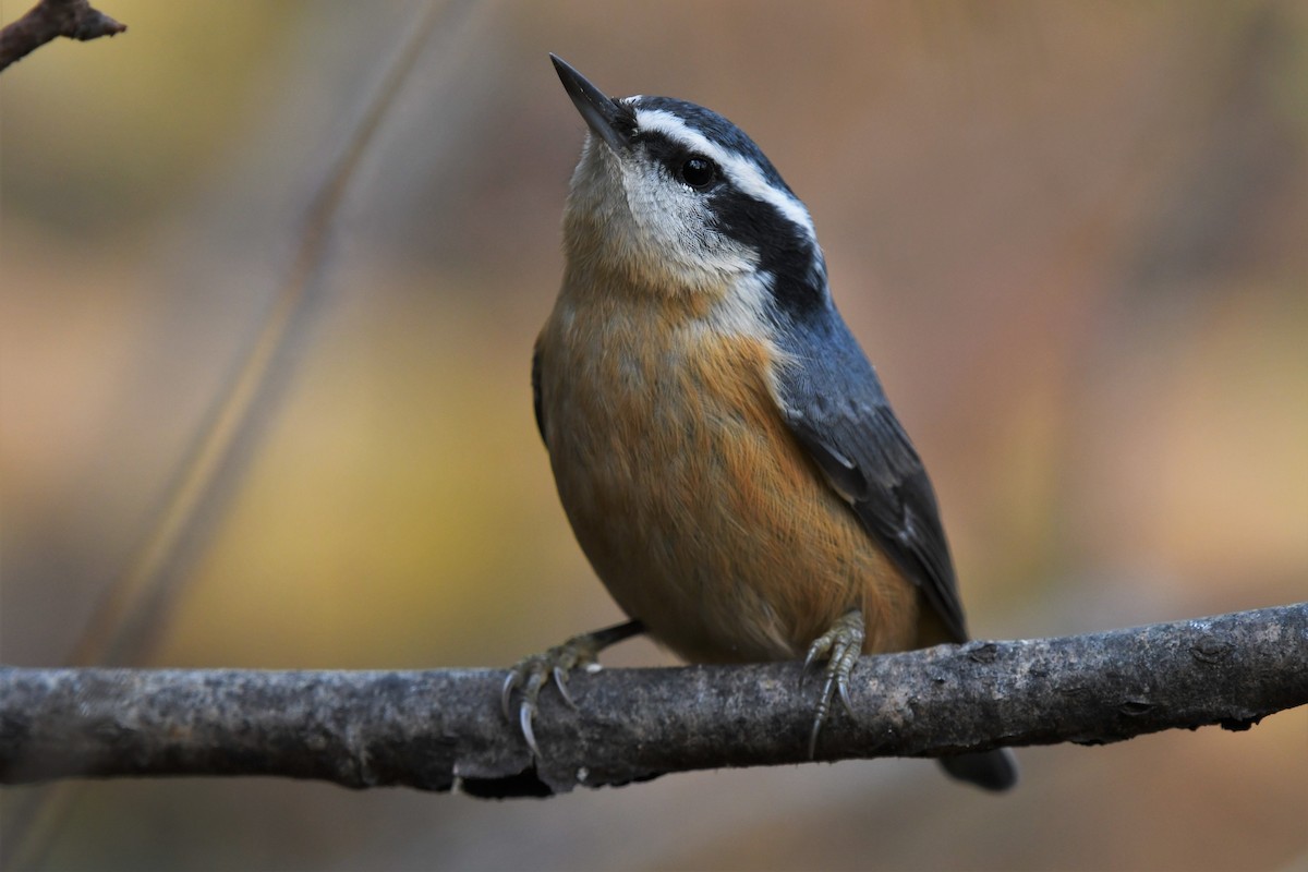 Red-breasted Nuthatch - ML487251051