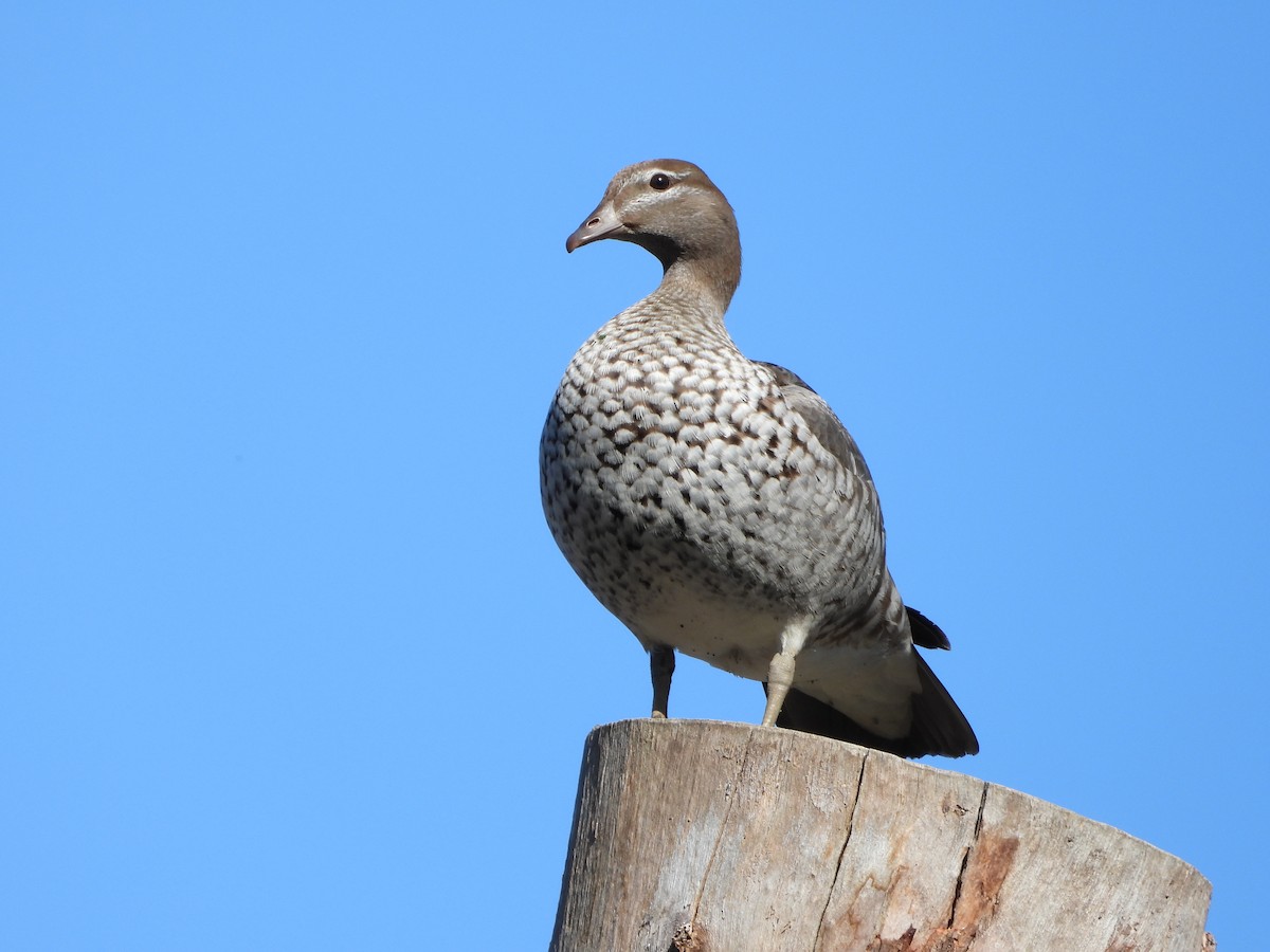 Canard à crinière - ML487251921