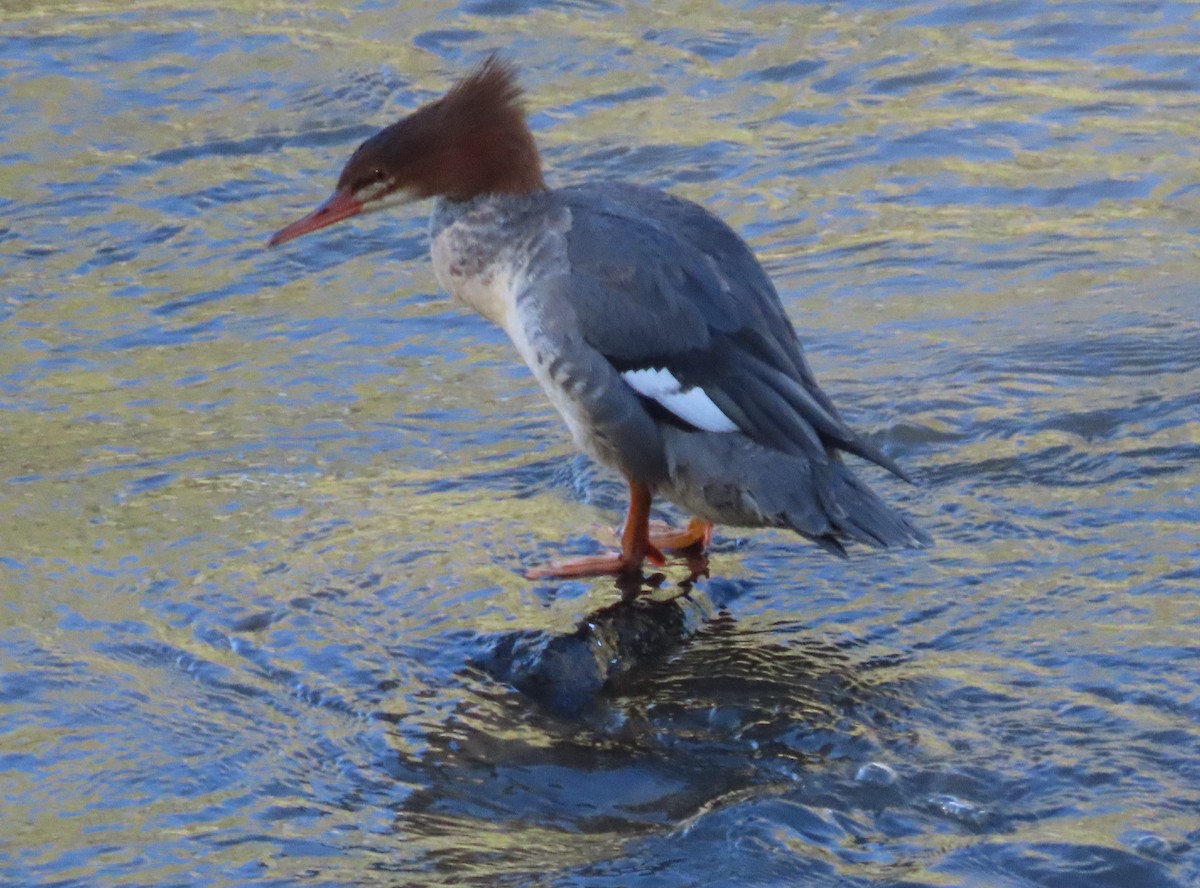 Common Merganser - ML487251951