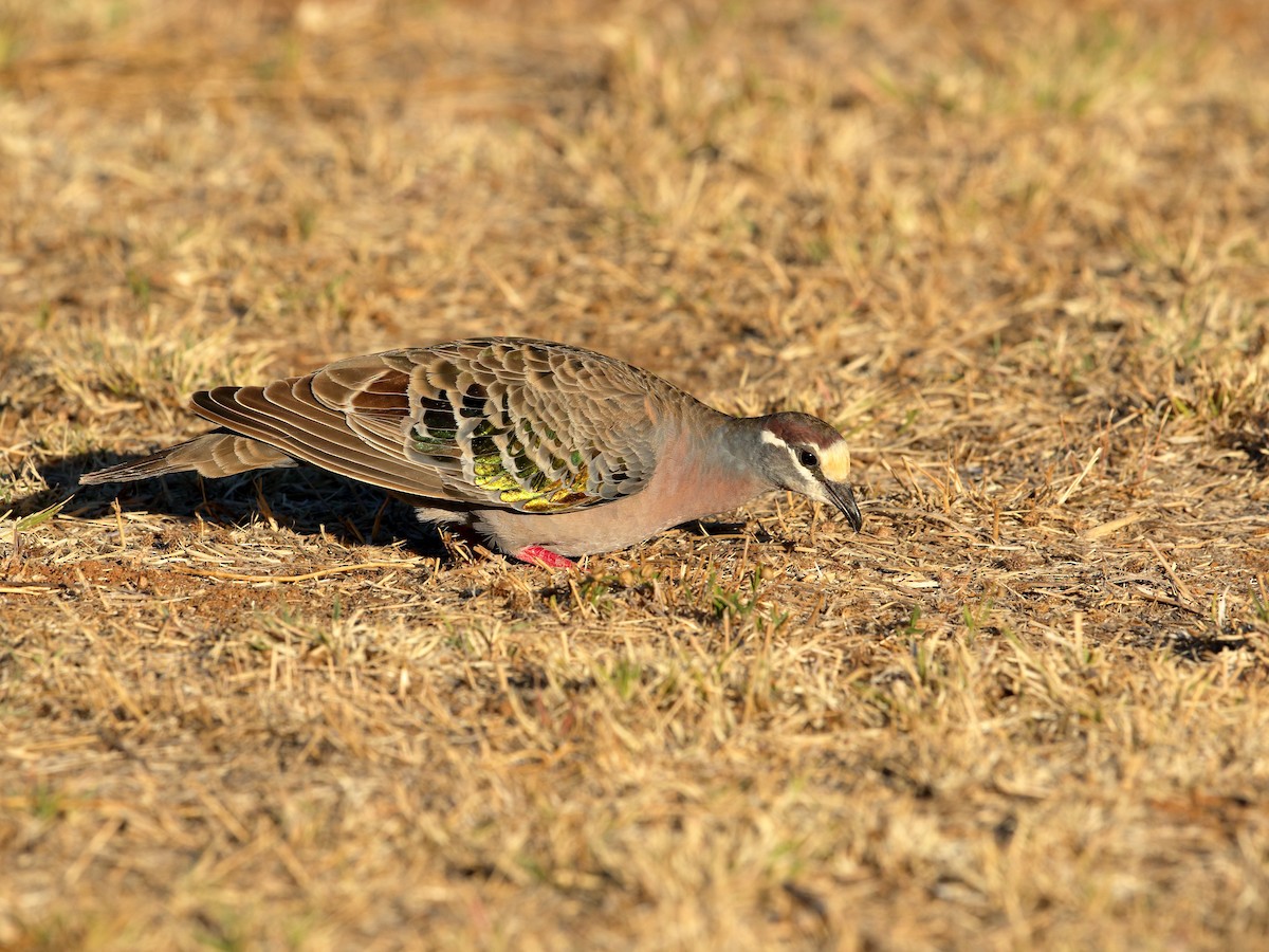 Common Bronzewing - ML487252071