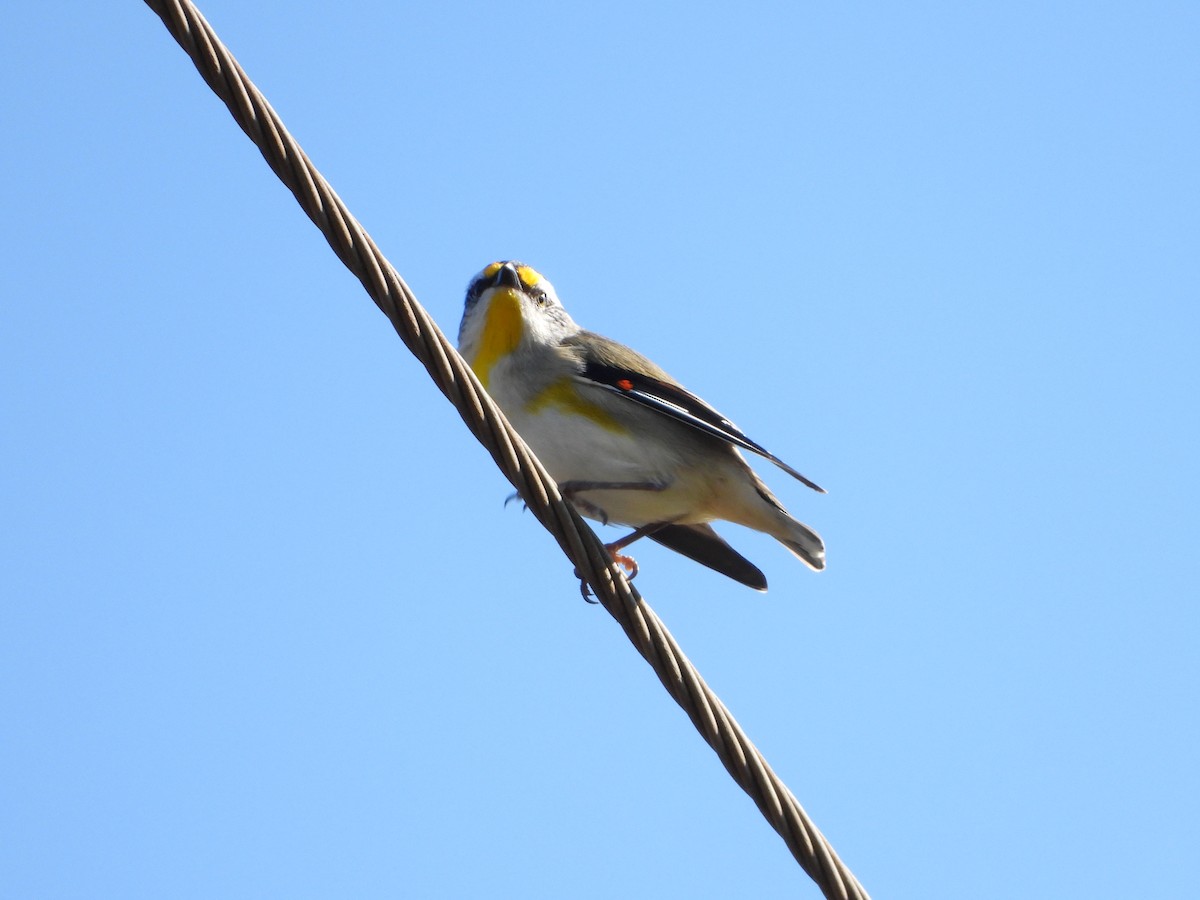 Pardalote à point jaune - ML487252091