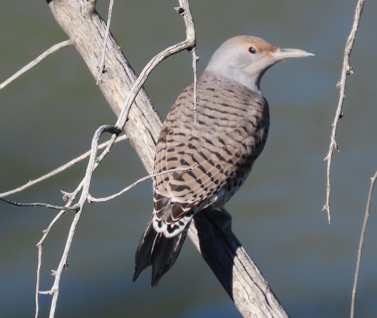 Northern Flicker - ML487252241