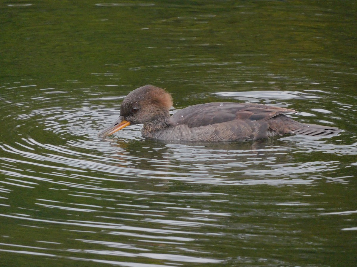 Hooded Merganser - ML487253091