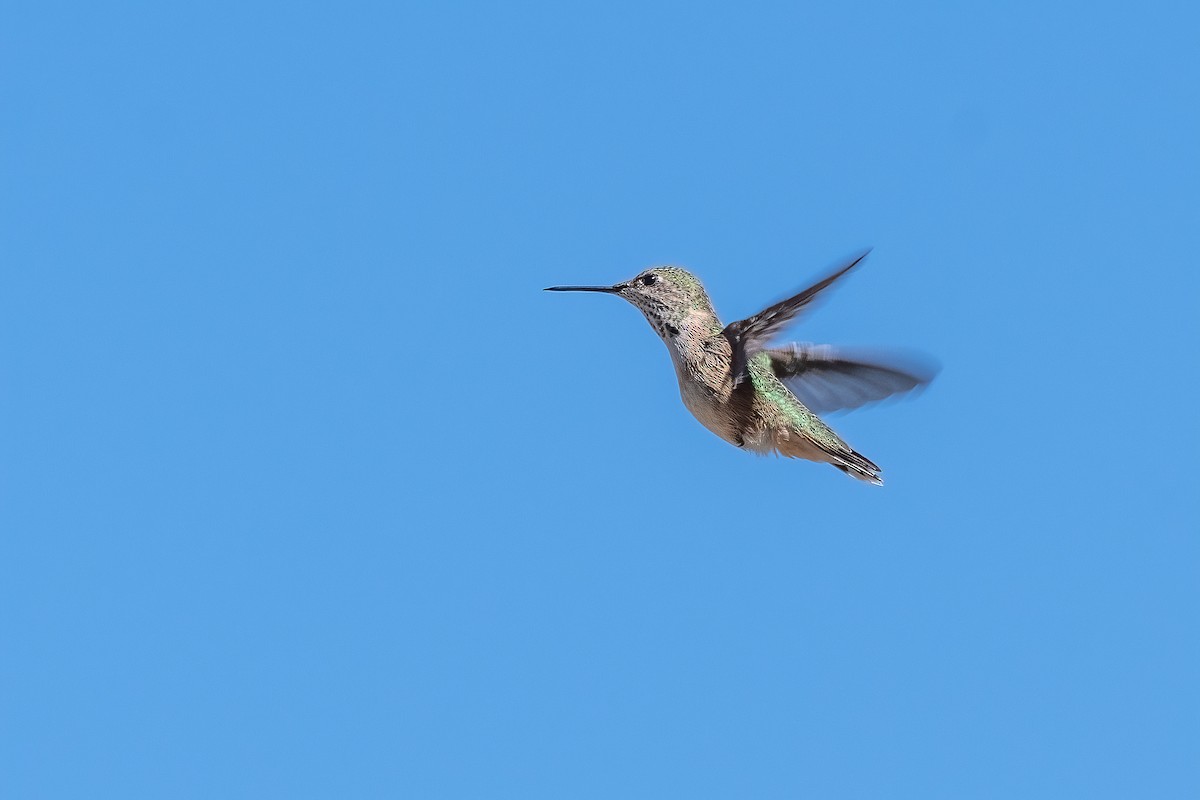 Calliope Hummingbird - ML487253121