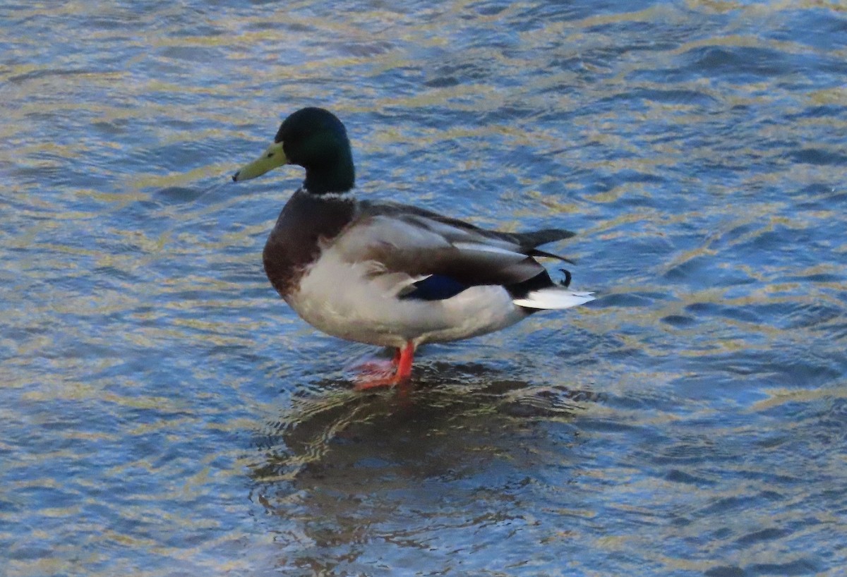 Mallard - ML487253341