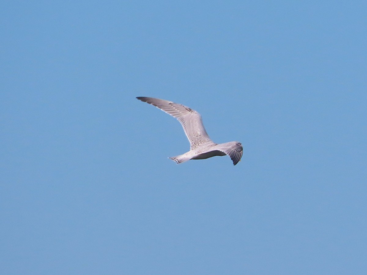 Caspian Tern - ML487254931