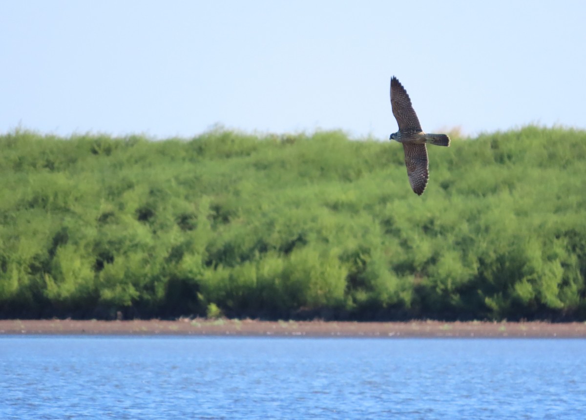 Peregrine Falcon - Michelle Browning