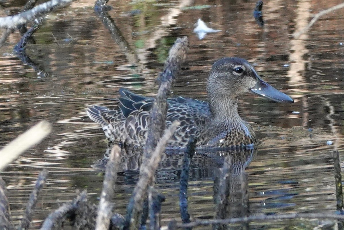 Blue-winged Teal - ML487255221