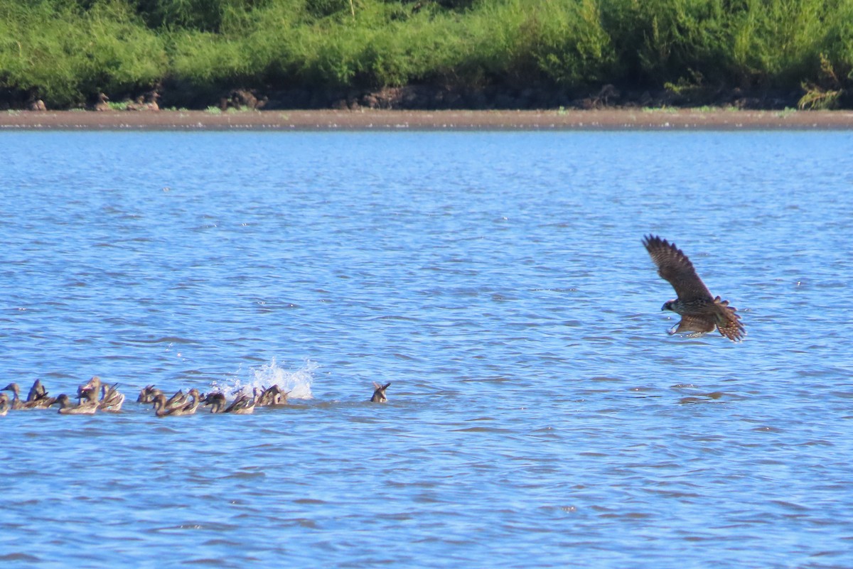 Peregrine Falcon - ML487255251