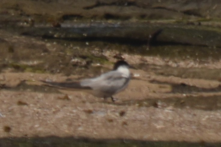 Common Tern - ML487255271