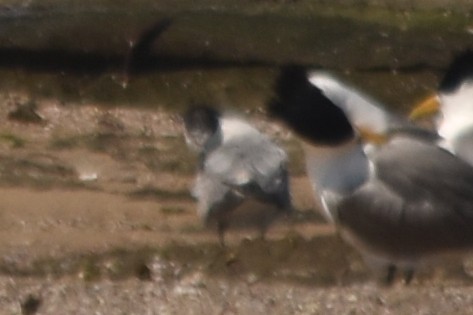 Common Tern - ML487255301