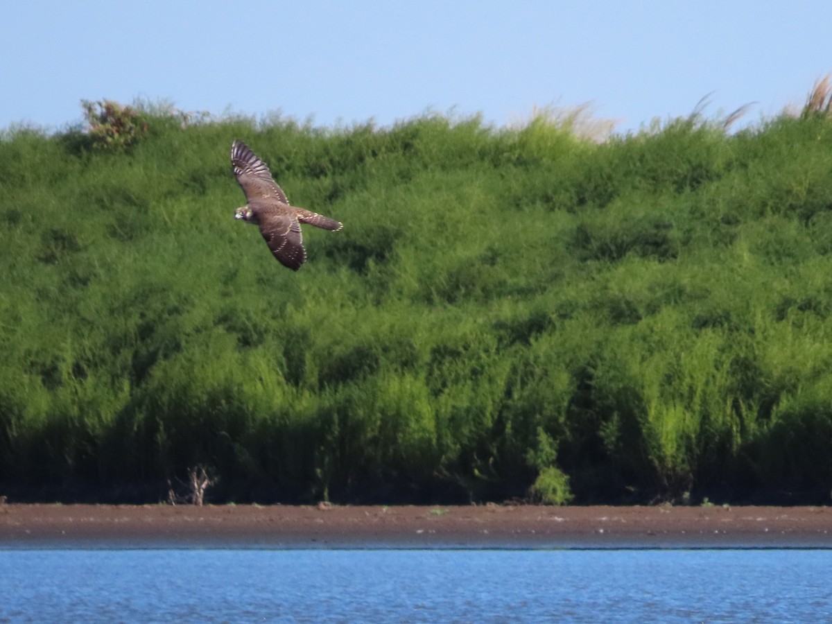 Peregrine Falcon - ML487255351