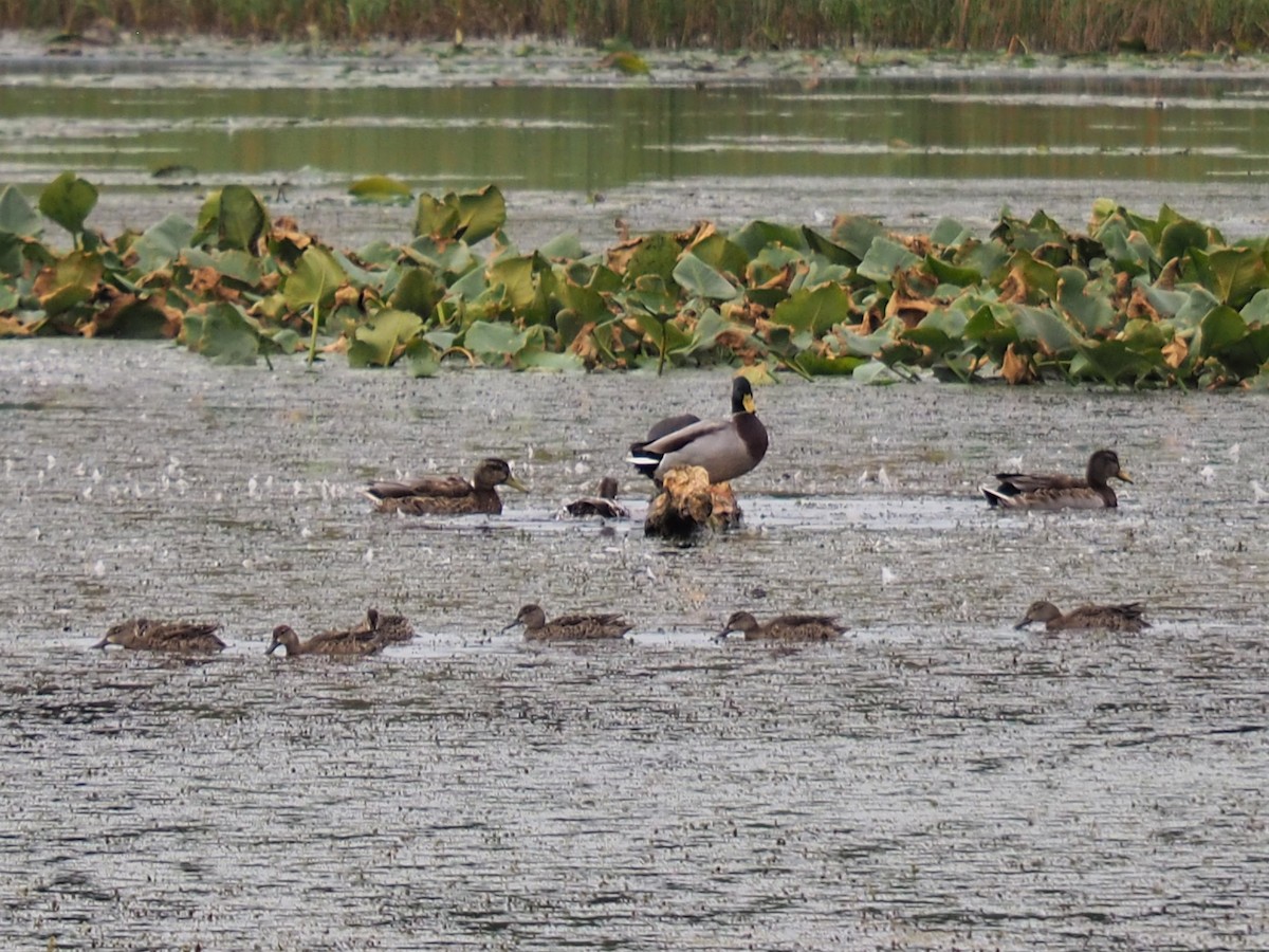 Blue-winged Teal - ML487255531